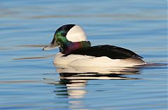 Bufflehead